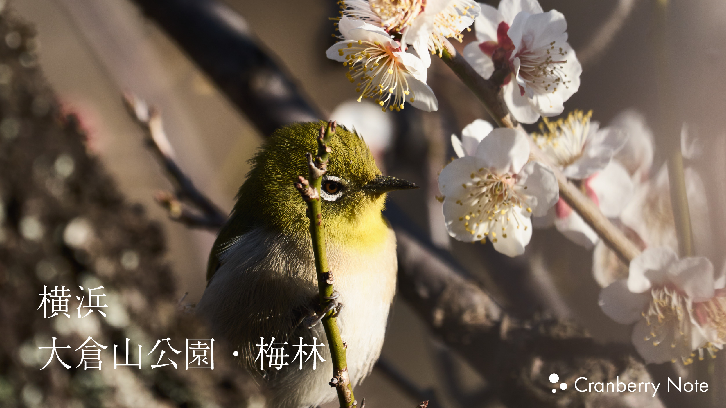 梅花鳥 動植綵絵 02 梅花小禽図 Baika Shokin-zu (Plum Blossoms and