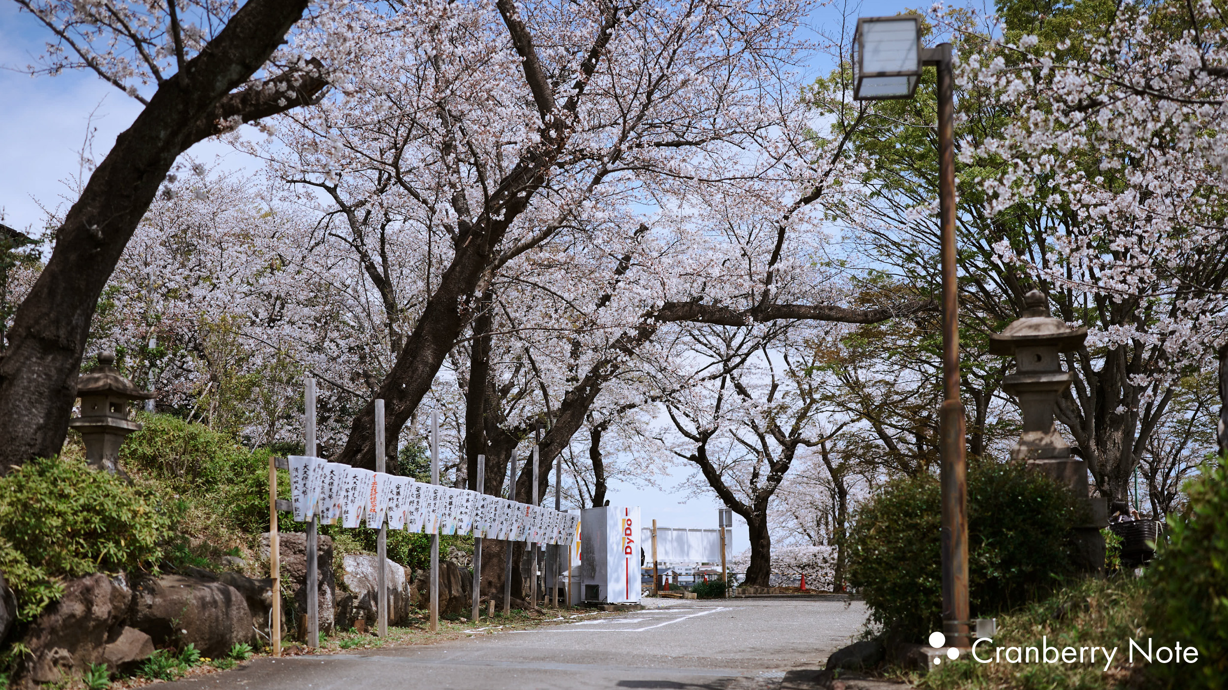 横浜｜桜が満開の東白楽へ。穏やかなお花見を楽しむ。 | Cranberry Note